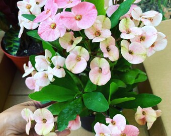 Large 1 gallon  potted crown of thorns-light pink color-similar to photo not exact