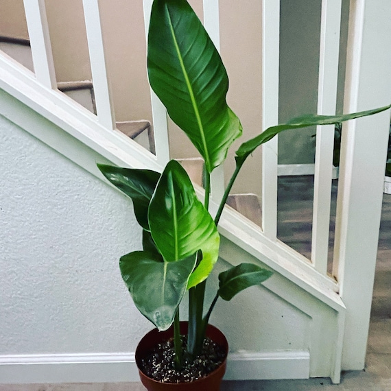 Indoor Bird of Paradise - Modern Decor 1.5 Ft to 2ft Tall-white Flowers-  Not Exact Photo of Plant - Etsy
