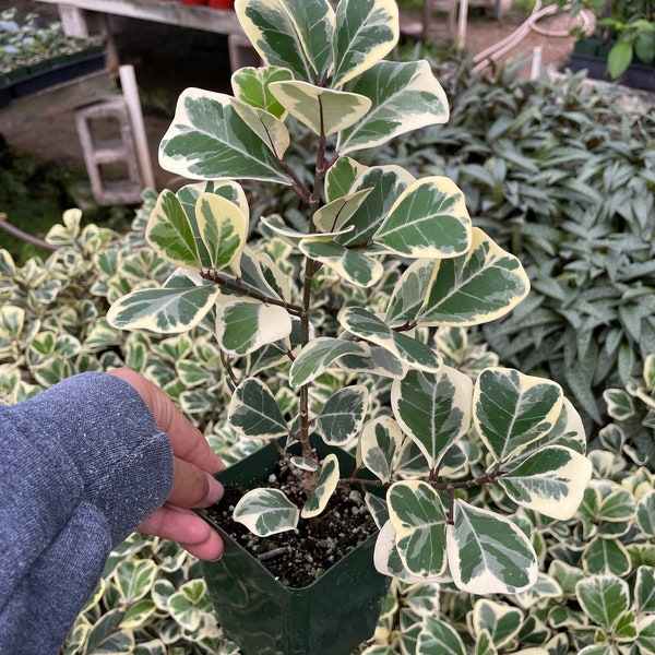 4 inch pot -highly variegated Ficus Triangularis -similar to photo not exact