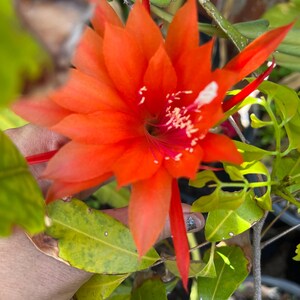 May include: Close-up of a vibrant orange flower with pointed petals and a white center. The flower is surrounded by green leaves and stems. The flower's bright color contrasts with the green foliage.