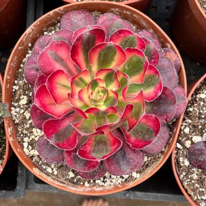 4 inch pot -Aeonium Pink witch rooted 1 head - ships with pot-starter plant 3 inches wide image 3