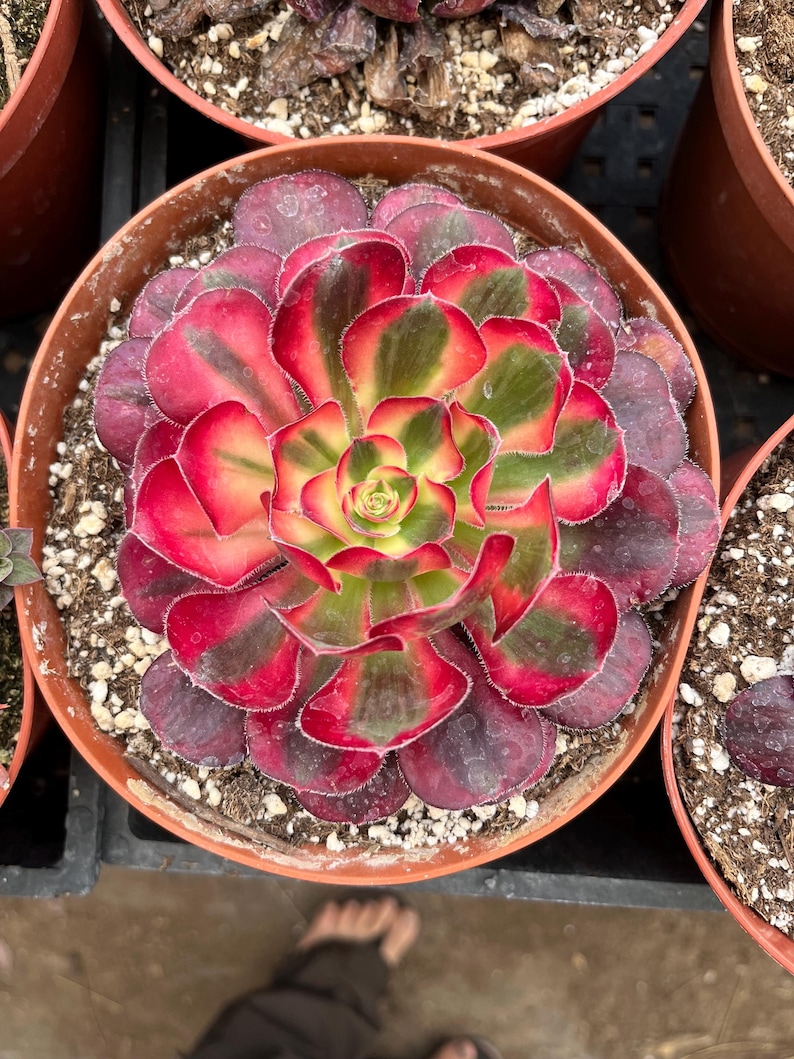 4 inch pot -Aeonium Pink witch rooted 1 head - ships with pot-starter plant 3 inches wide image 3