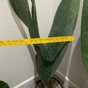 XXXL- 3-4ft Tall Snake Plant -air Purifier-sansevieria Masoniana Whale