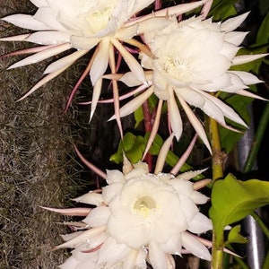 XL -2 cuttings -8 inch unrooted cutting ,these are easy to grow-Epiphyllum oxypetalum - large white orchid cactus-queen of night-flat leaves