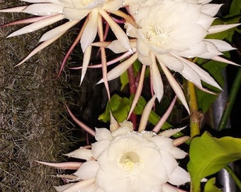 XL -2 cuttings -8 inch unrooted cutting ,these are easy to grow-Epiphyllum oxypetalum - large white orchid cactus-queen of night-flat leaves