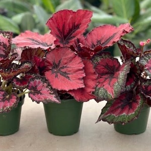 Starter bundle - begonia Rex -4 inch potted live plant -3 different red rex begonias collection -similar to photo-growers choice