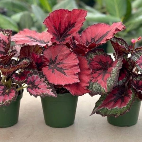 Starter bundle - begonia Rex -4 inch potted live plant -3 different red rex begonias collection -similar to photo-growers choice