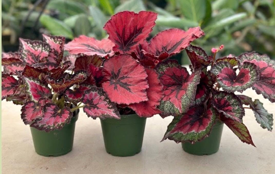 Starter Bundle - Begonia Rex -4 Inch Potted Live Plant -3
