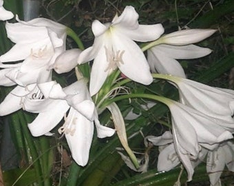 XL -One White Crinum  bulb - Photo is of the flowers- Ships as a bare root bulb - no pot included.