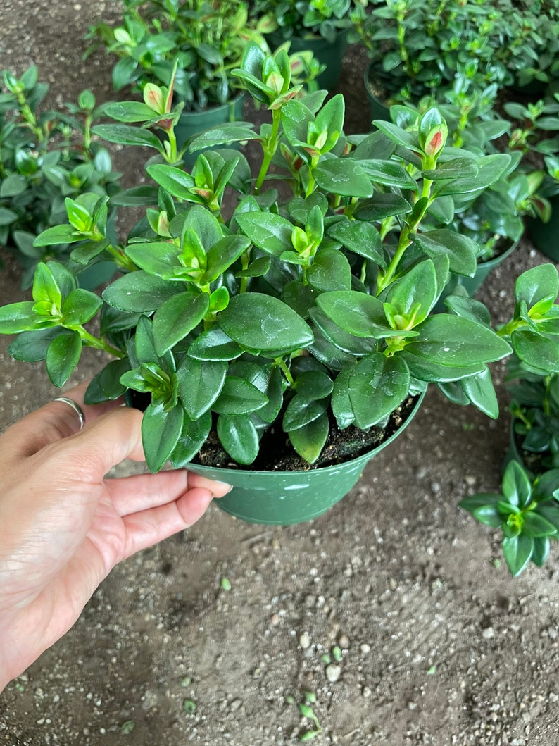 Nematanthus Crassifolius Bijou Rare Goldfish Plant-Ship in 6 Pot Indoor or outdoor Great for mounts epiphyte image 3