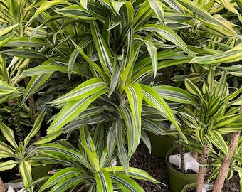 dracena nega Dracaena Dragon Tree, Magenta Tree Form