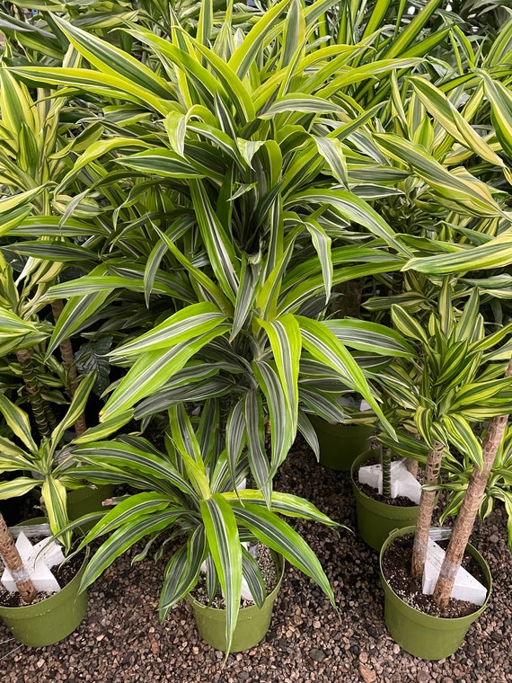 Buy 5ft to 6ft Hard to Find This Size -warneckii Dracaena (dracaena  Fragrans 'warneckii')-east Care -low Light -air Purifier-not Exact Plant  Online in India - Etsy
