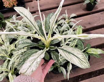 Rare Variegated Spathiphyllum Sensation  - Live Indoor air purifying plant 4 inch pot