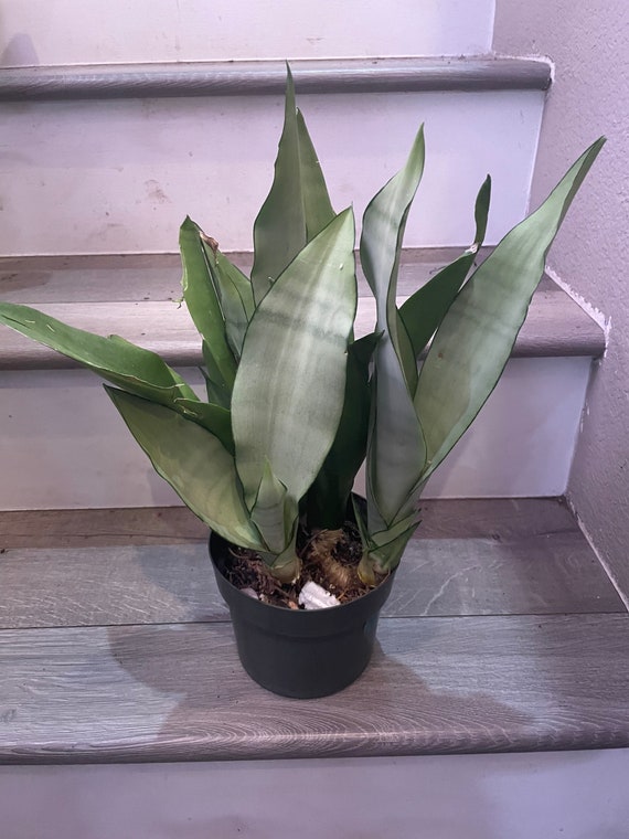 Large Sansevieria Moonshine Snake Plant in 6 Inch Pot - Not Exact Similar  to Photo . - Etsy