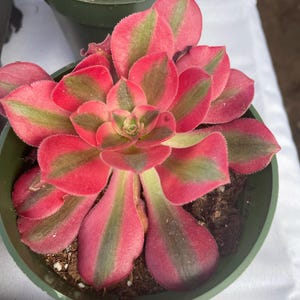 4 inch pot -Aeonium Pink witch rooted 1 head - ships with pot-starter plant 3 inches wide image 1