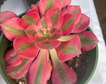 4 inch pot  -Aeonium Pink witch rooted 1  head - ships with pot-starter plant 3 inches wide