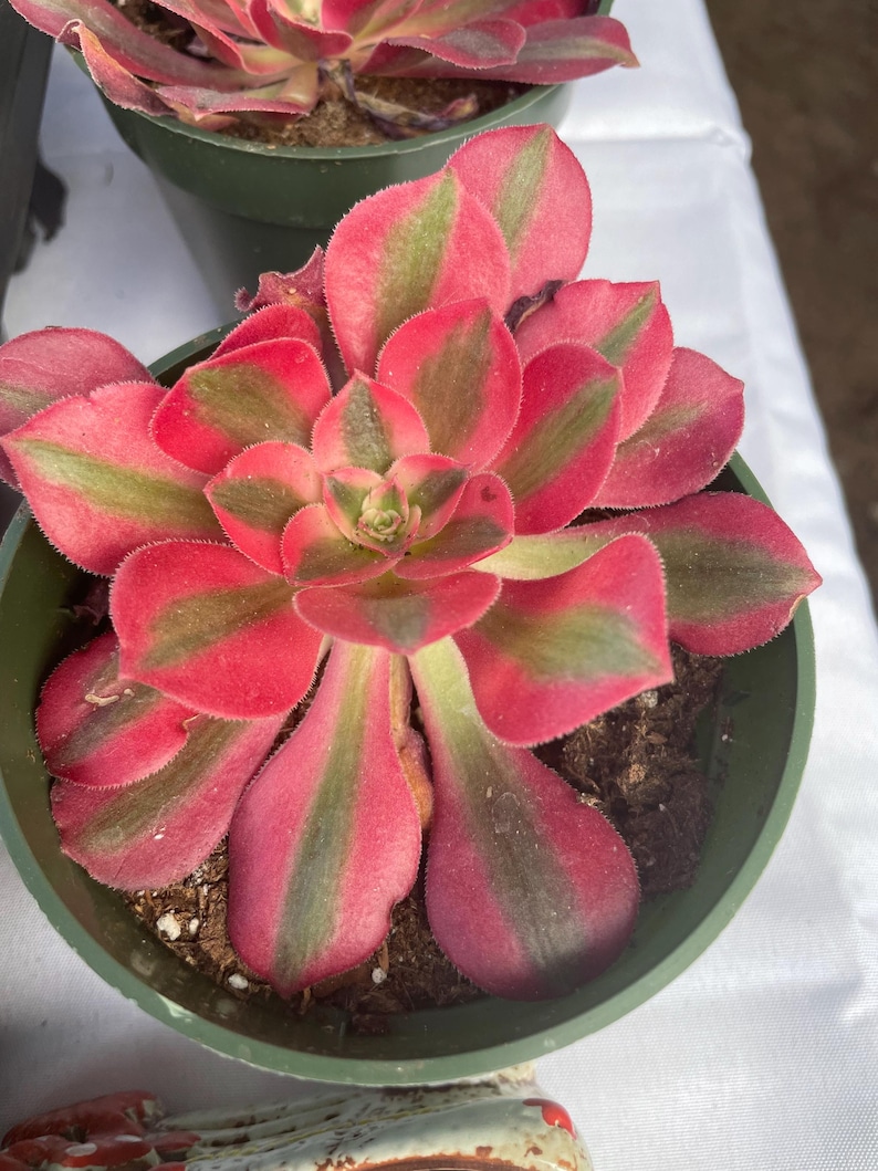 4 inch pot -Aeonium Pink witch rooted 1 head - ships with pot-starter plant 3 inches wide image 1