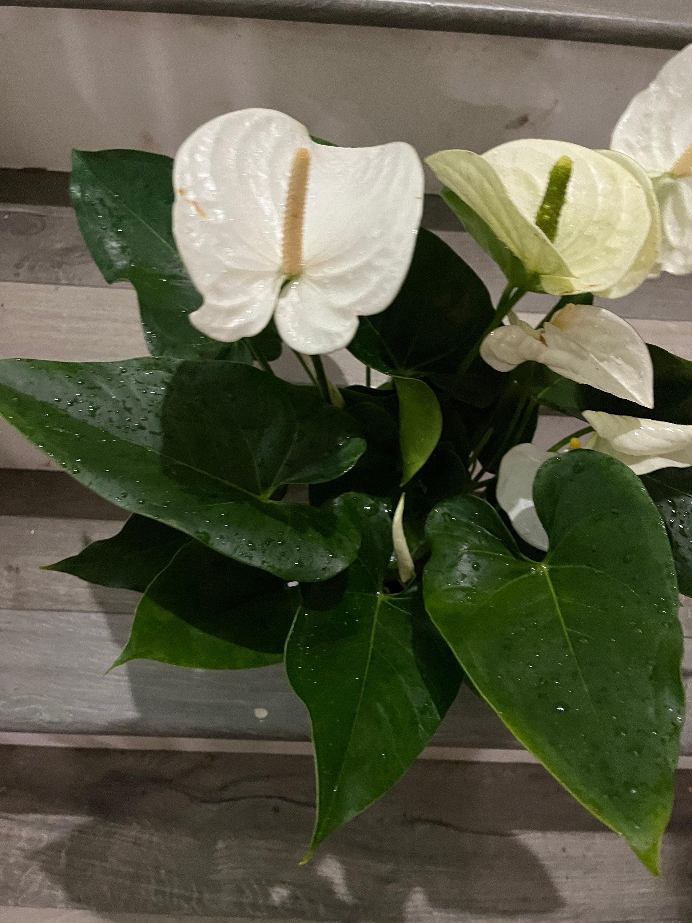 XL 1 Ft Tall -6 Inch Pot - White Anthurium Easy Care, Air Purifier ...