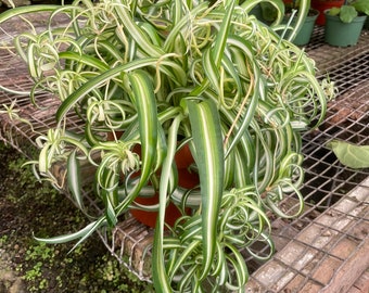 XL- Live 8 inch pot-Curly Spider 'Bonnie' Air Purifying Indoor Plant Chlorophytum comosum, Variegated Curly, hard to find this size