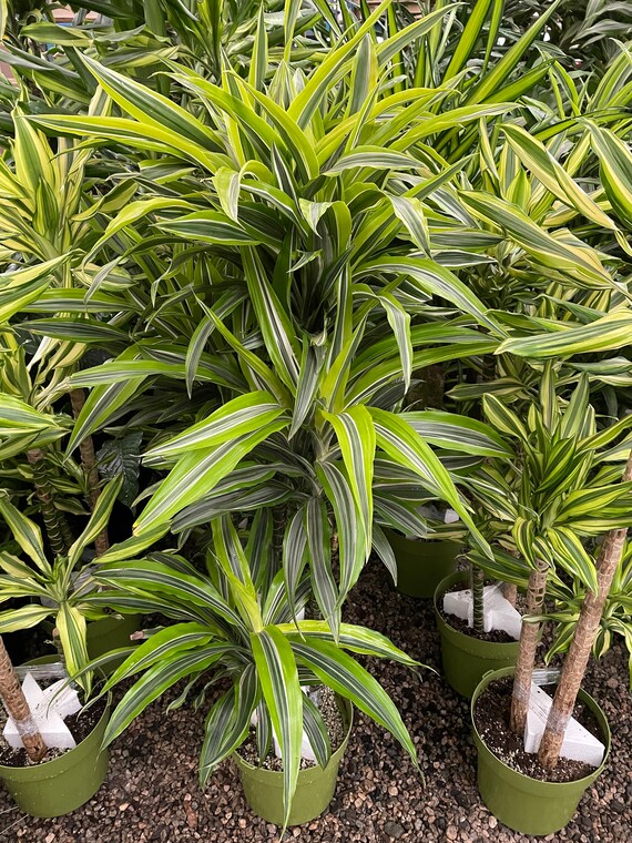 5ft to 6ft hard to find this size -Warneckii Dracaena (Dracaena fragrans  Warneckii)-east care -low light -air purifier-not exact plant