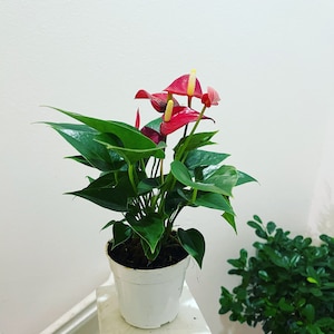 4 in potted live plant - Collectors Red Anthurium -easy care, air purifier