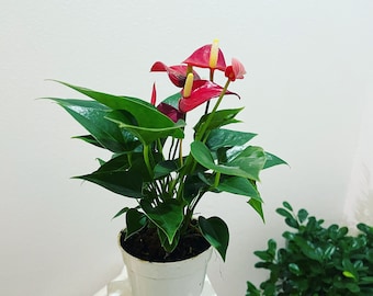 4 in potted live plant - Collectors Red Anthurium -easy care, air purifier