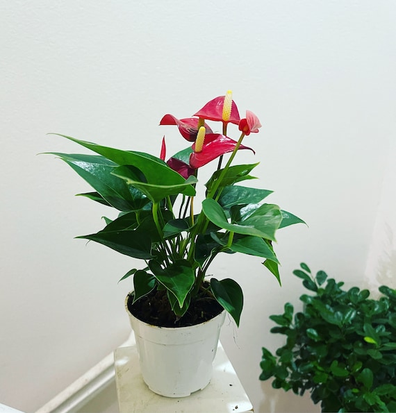 self watering plant bulbs Self-Watering Plant Globes  Hammer + Vine