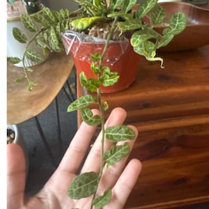 4 inch pot -terrarium, fairy tail garden -easy care , low light similar to photo not exact-Solanum evolvulifolium-Read description image 1
