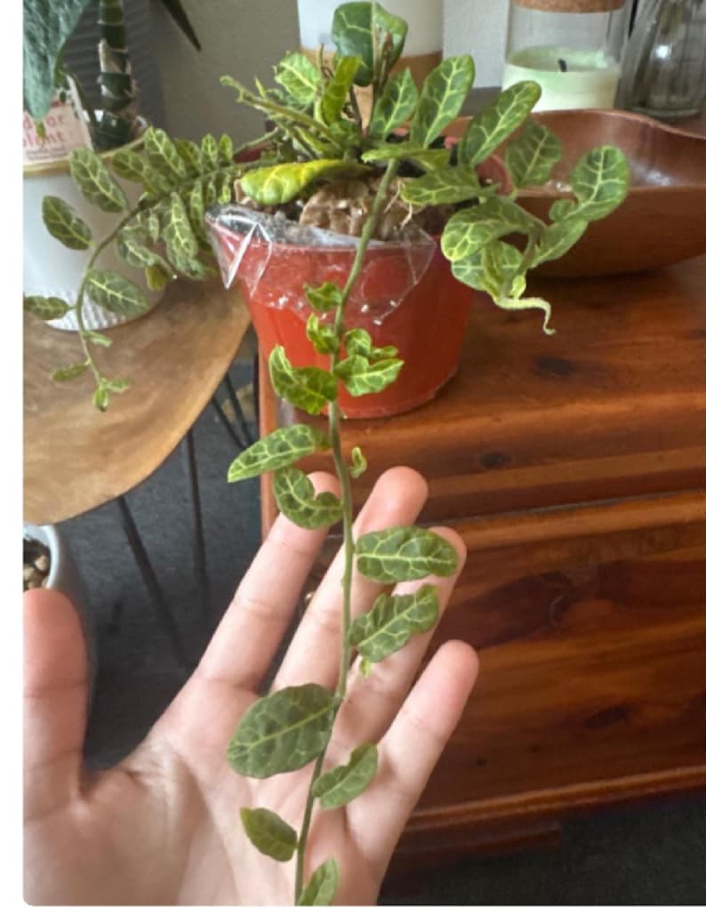 4 inch pot -terrarium, fairy tail garden -easy care , low light similar to photo not exact-Solanum evolvulifolium-Read description image 1
