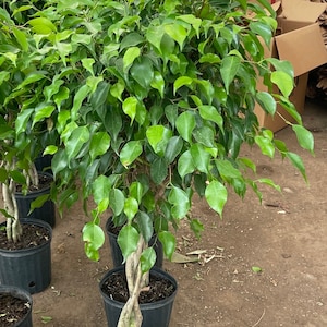 3-4 ft tall -Live plant -braided Ficus benjamina-easy indoor plant -similar to picture not exact-size depends on availability