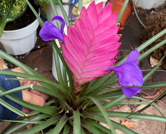 4 Inch Potted Pink Bromeliad Tillandsia Air Plant - Easy Care