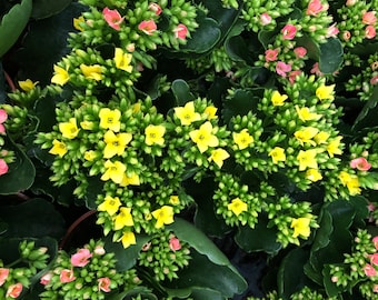 4 inch Live potted -yellow  Kalanchoe blossfeldiana