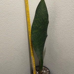 XXXL- 3-4ft Tall Snake Plant -air Purifier-sansevieria Masoniana Whale
