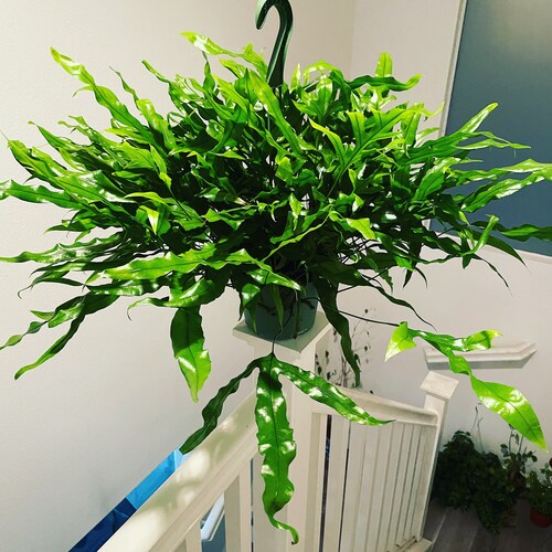 Helecho pata de canguro grande de 30 cm de ancho en maceta de 15 cm - Purificador de aire - Requiere poca luz - Fácil cuidado