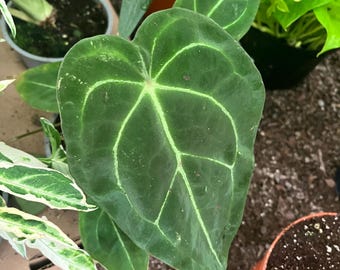 8 inches tall multiple leaves , well rooted  5 inch m pot  -Anthurium Forgettii Dark form -similar not exact - velvet dark leaves