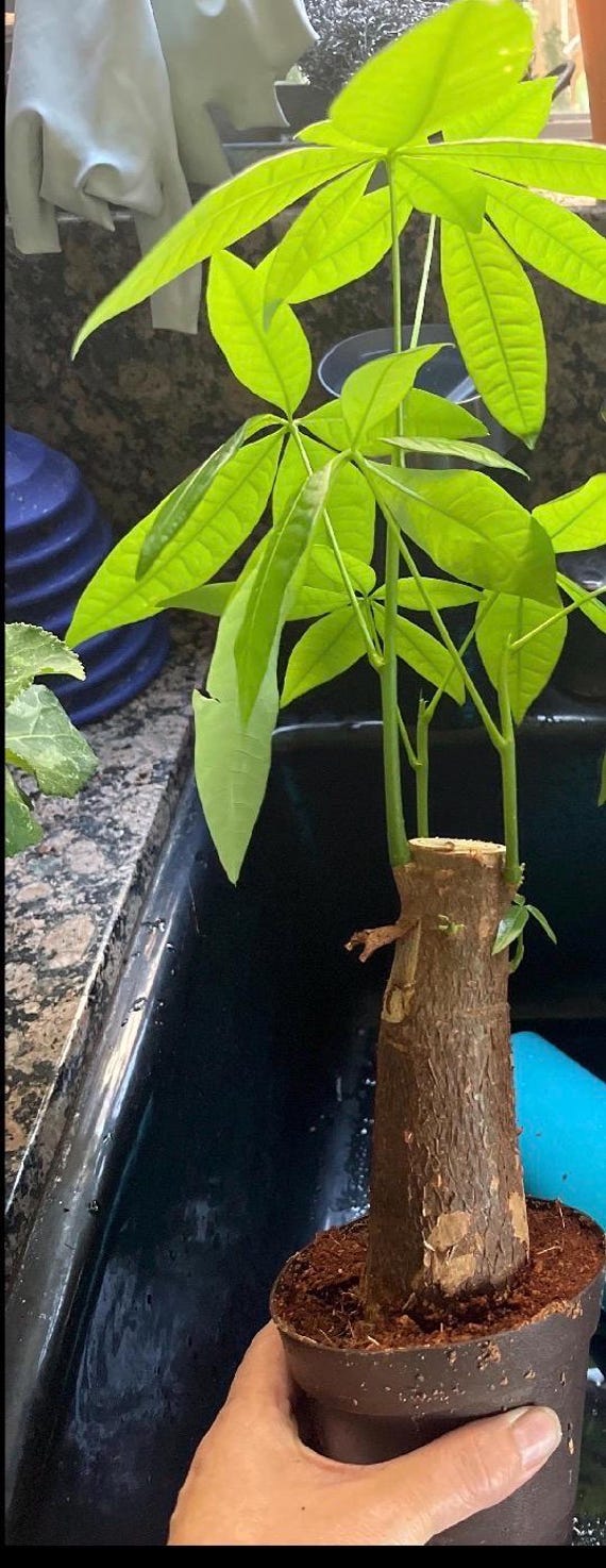 Pachira Aquatica Lucky Money Tree - Symbol Of Good Luck Houseplant With Braided Trunk 25 35cm Height Including Pot