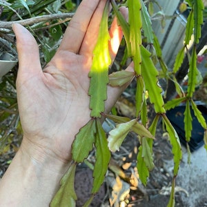 Rhipsalis hybrid NOID -Cuttings - 2 cuttings -6 in approx like the size in 2nd photo. Has mini white flowers