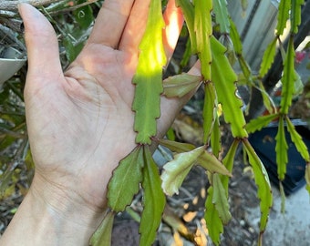 Rhipsalis hybrid NOID -Cuttings - 2 cuttings -6 in approx like the size in 2nd photo. Has mini white flowers