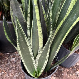 May include: A close-up of a snake plant in a black plastic pot. The plant has long, upright leaves with dark green and light green stripes. The leaves are thick and pointed, with a waxy texture. The plant is in a pot with other plants in the background.