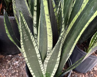 Maceta XL de 20 cm - Sansevieria verde con borde exterior abigarrado. Lengua de suegra. Hojas de ancho y altura medianos. Ver foto. Similar, no exacta.