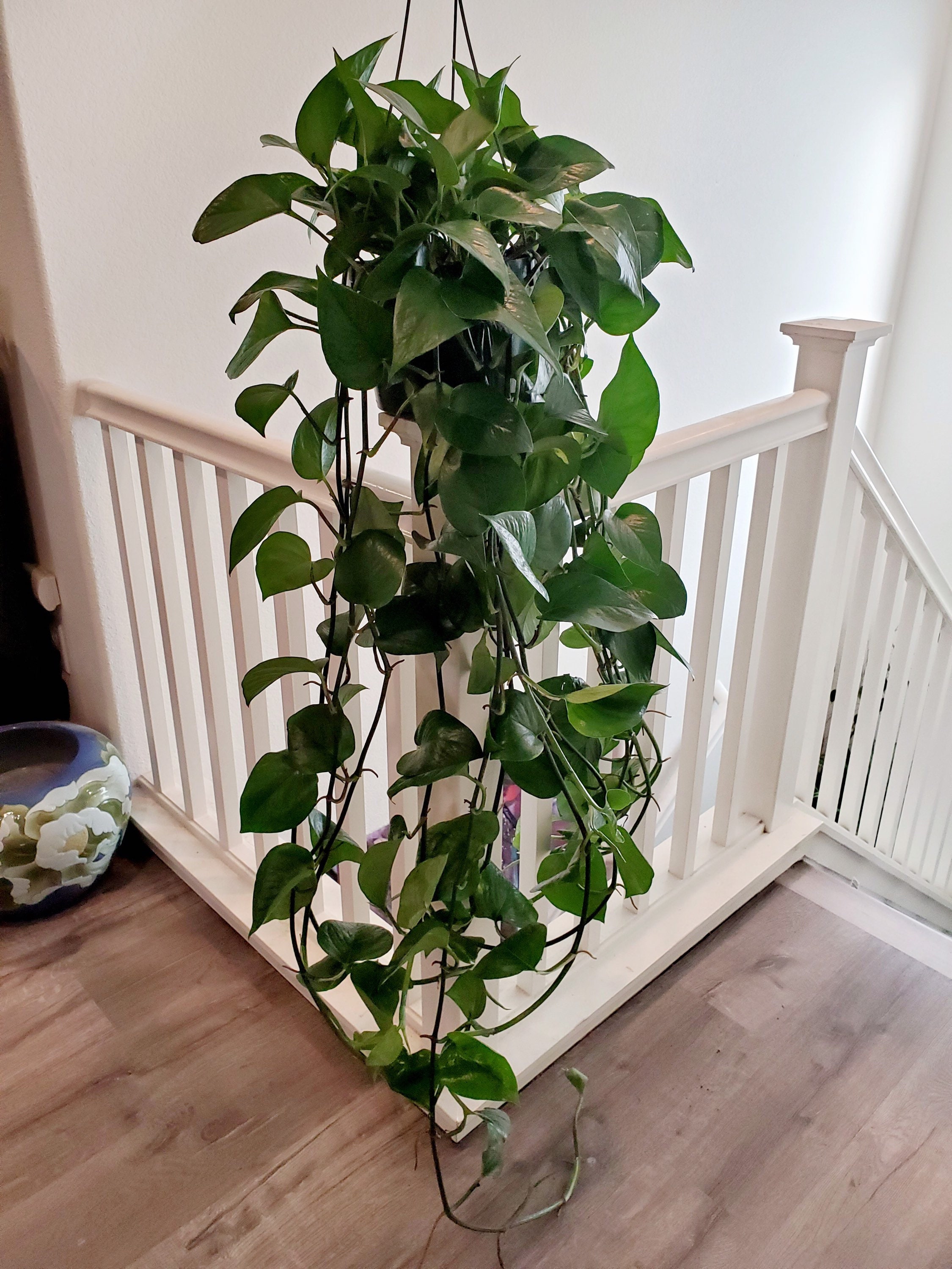 Xtra LargeJade pothos in 8 inch growers pot trailing at Etsy