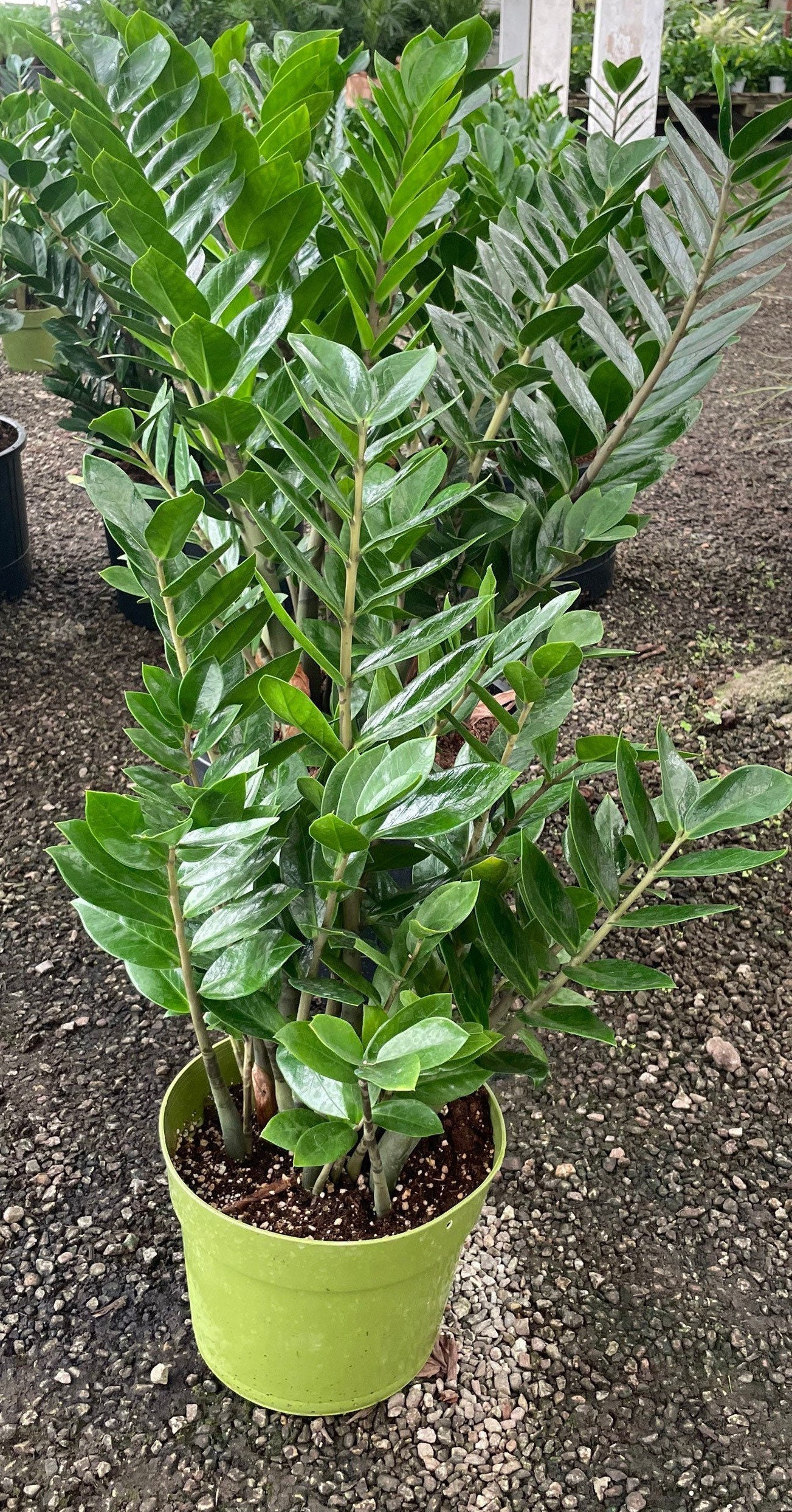 Plante artificielle verte Zamioculcas - décoration pour intérieur