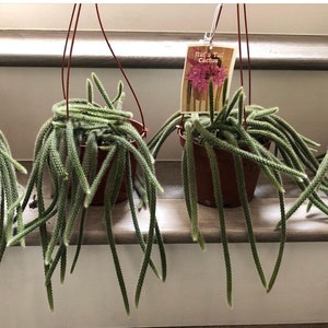 Extra long trailing 1ft in 6 inch pot-flowering Cactus -rat tail cactus- flowering cactus - magenta /reddish flowers . Mature will bloom