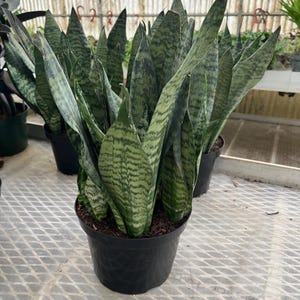 May include: A potted snake plant, also known as Sansevieria, with long, upright, green and gray striped leaves. The plant is in a black plastic pot, and the background shows other plants in a greenhouse setting.