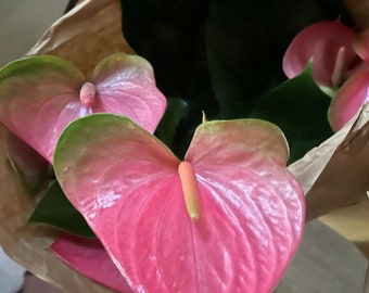 XXL - 2ft tall Collectors Pink Anthurium Bicolor green and pink  in 6 inch pot - air purifier. This one has large blooms -vigorous