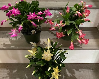 4 inch pot-Schlumbergera truncata thanksgiving cactus -salmon,pink,white,yellow ,bloom October to December. may not be sent with blooms