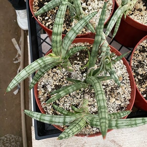 May include: A close-up of a potted snake plant with green and white striped leaves. The plant is in a terracotta pot with white pebbles.