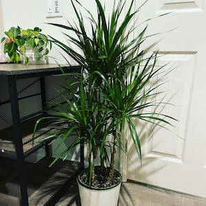 3-4 ft  live plant -Ships with growers pot-Dracaena marginata-Madagascar Dragon Tree-Indoor or outdoor -air purifier-easy care