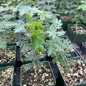 4 inch potted - Texas Ebony - great for bonsai-well rooted -Ebenopsis ebano - hard to find