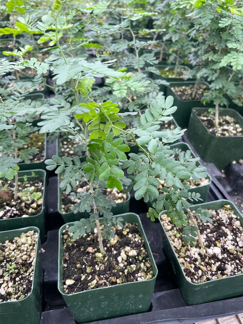 PlantTipz Texas Ebony